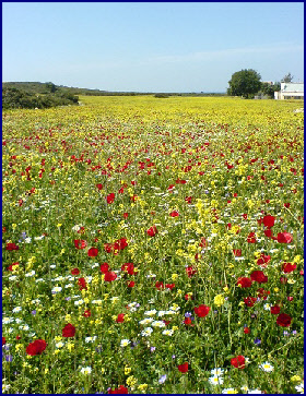 Springtime Springtime Altinkum Turkey