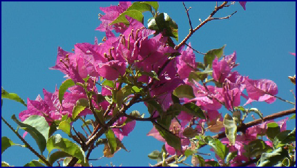 Garden Apartment Altinkum Turkey